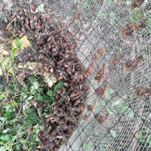 化州市玛瑙蜗牛 生猛褐云玛瑙螺，种螺