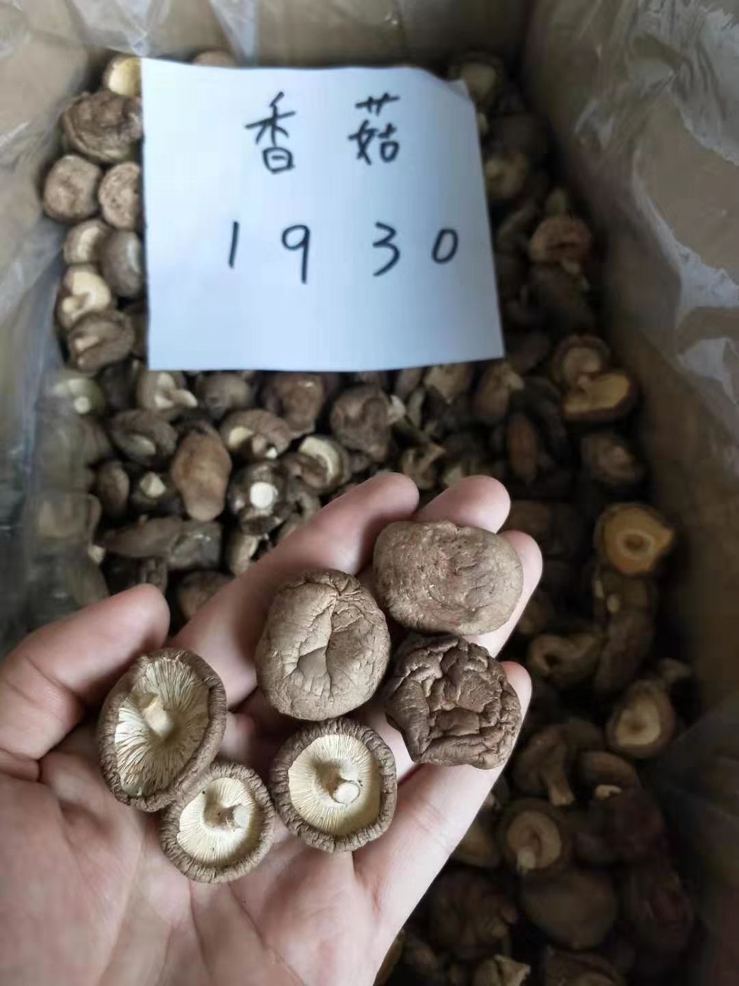  干香菇 鲜香菇大量供货