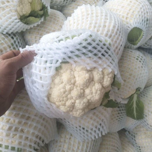 邯郸白花菜花 大量上市中