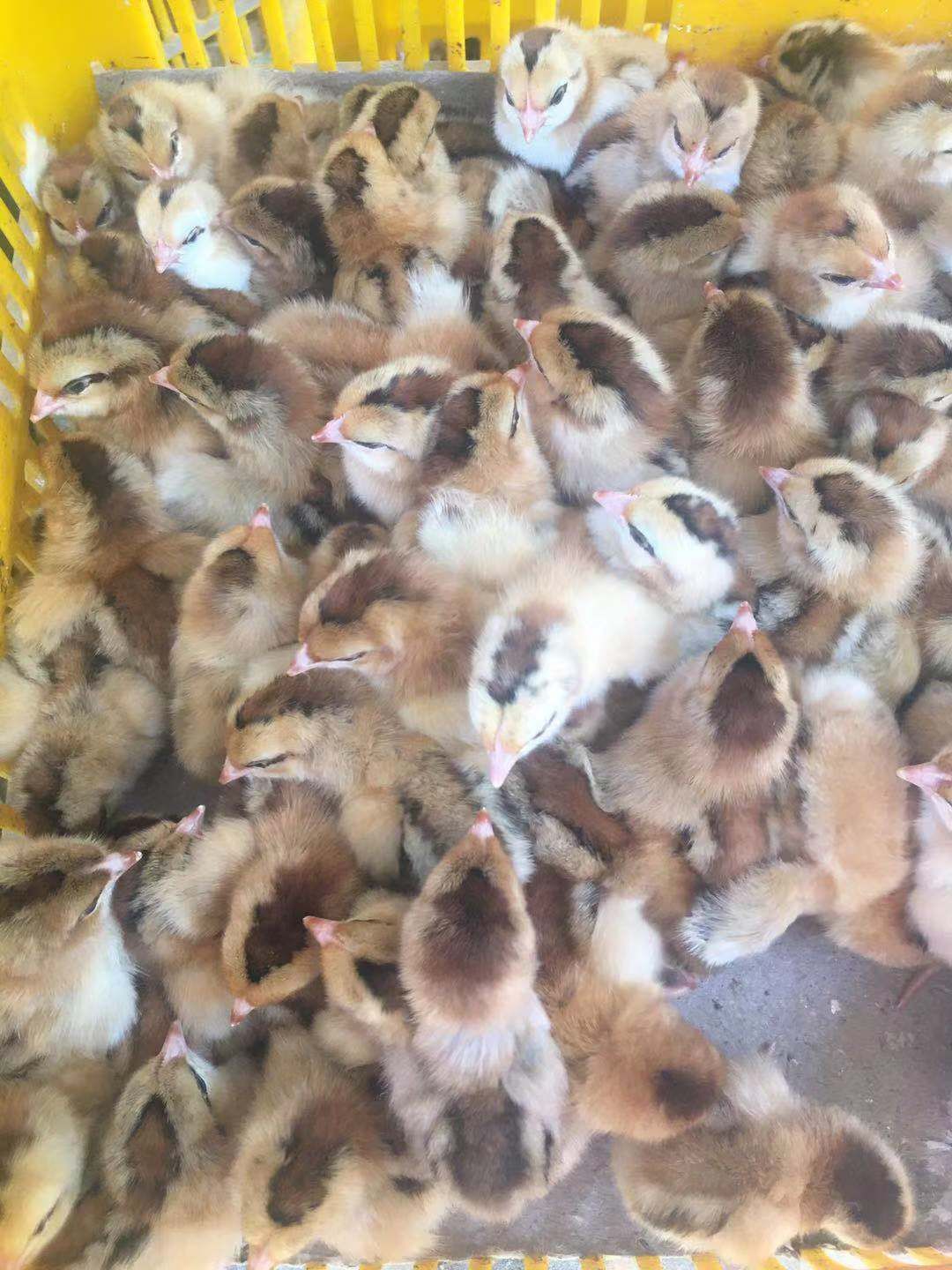  灵山土鸡苗