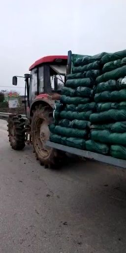 奥奇娜甘蓝 湖北省咸宁市嘉鱼县 2.5~3.0斤