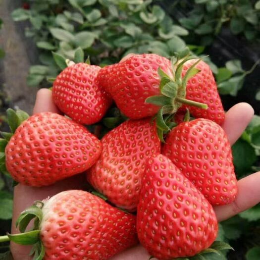 泰安 草莓苗批发，品种齐全