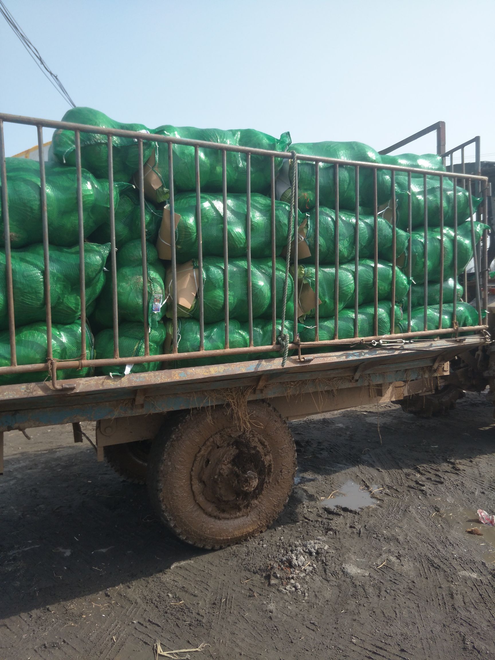 奥奇娜甘蓝 湖北省咸宁市嘉鱼县 2.5~3.0斤