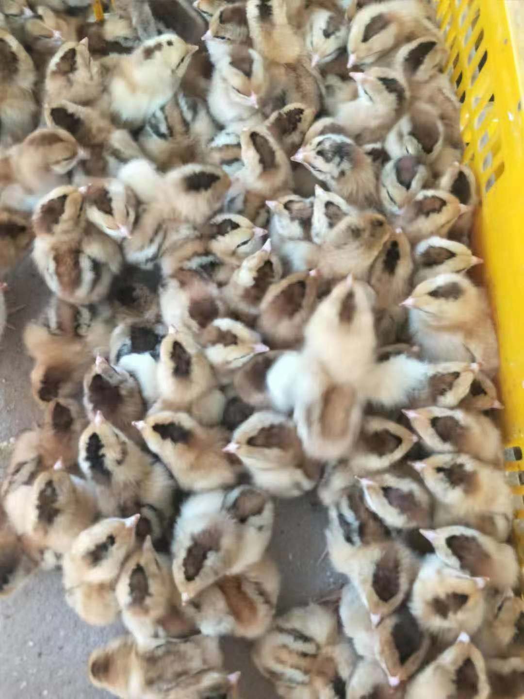  灵山土鸡苗