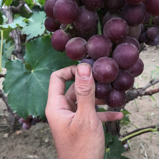 广宗县 威县万亩优质葡萄基地