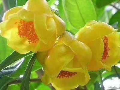 漳平市金花茶盆栽 金花茶杯苗 产地批发直销量大优惠原盆原土发货一件250装