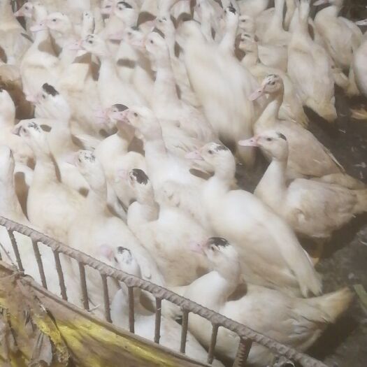 抚州 30万羽肉鸭小公鸭出售
