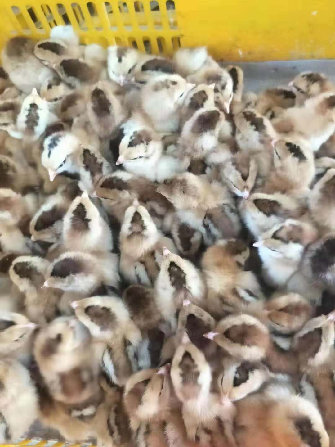  灵山土鸡苗