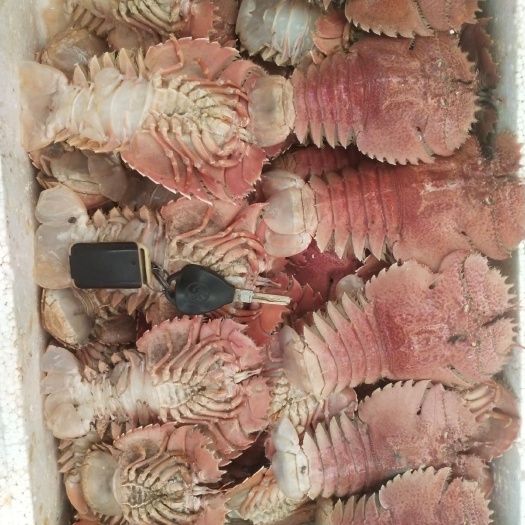 温岭市东海鳌虾 台州琵琶虾