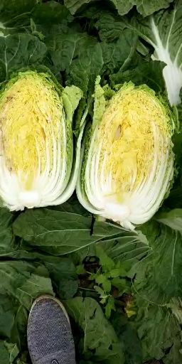黄心大白菜 3~6斤 净菜