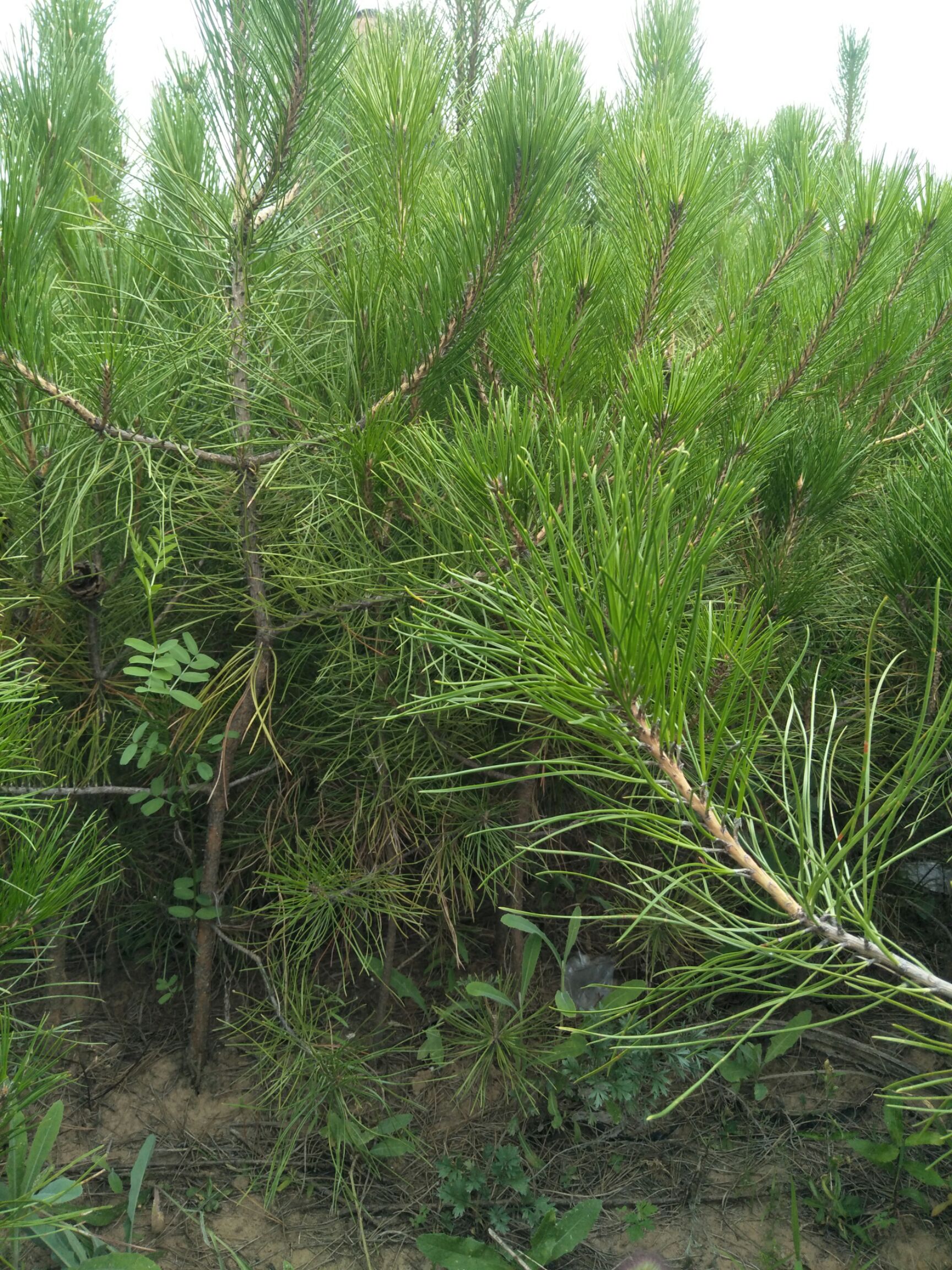旱地油松 油松杯苗山西一手货源