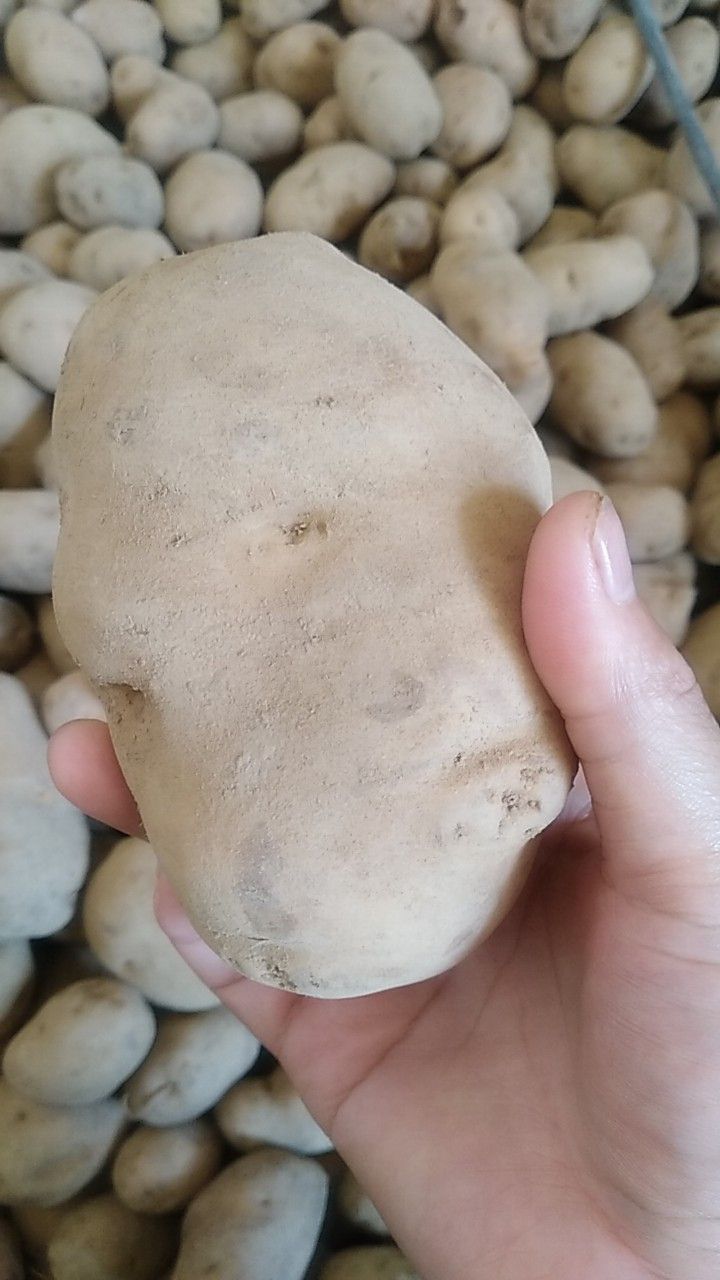 10克20克二两半斤恩施黄心土豆