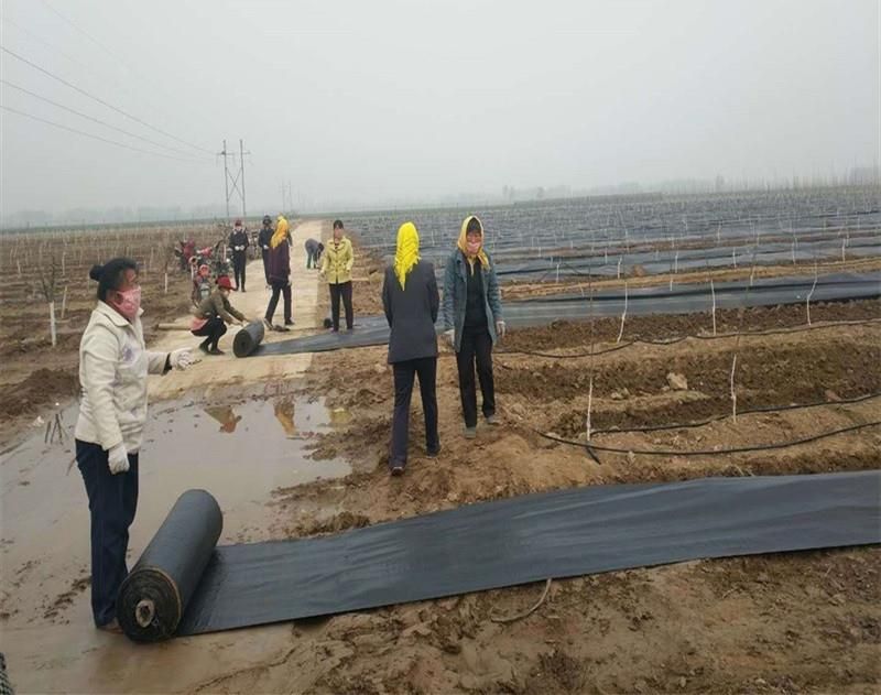 防草布 批发零售果园专用防草地布  除草布 大棚专用地布