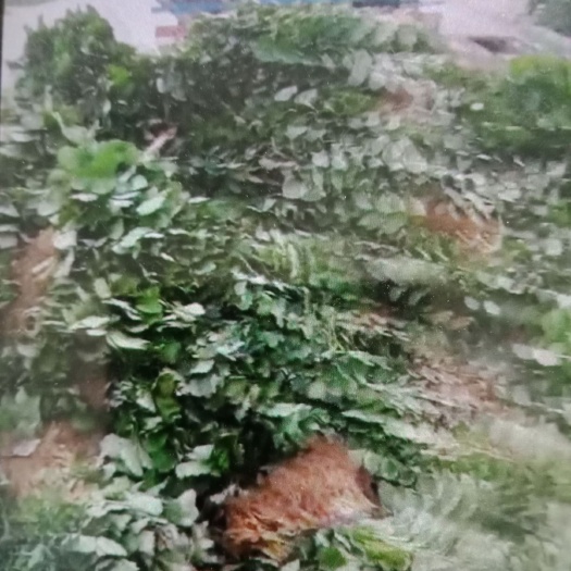 泰安妙香草莓苗 10~20公分 地栽苗