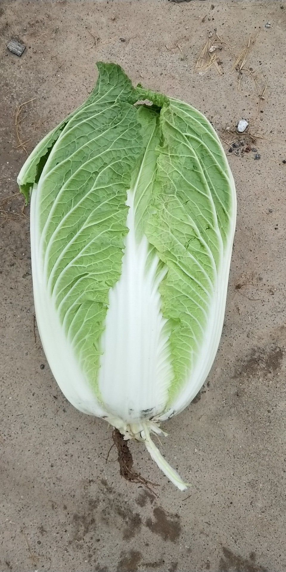 黄心大白菜 3~6斤 净菜