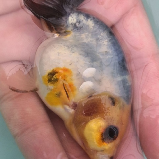 济南兰寿金鱼 水墨兰花兰寿