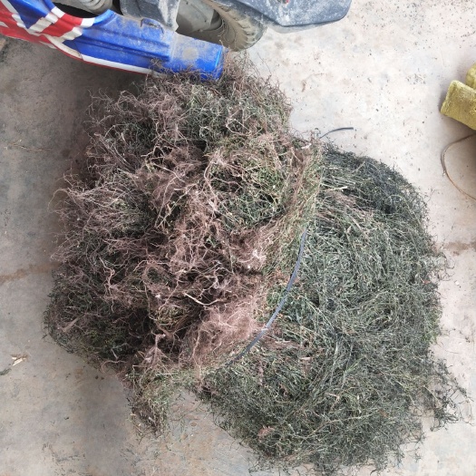 荔浦市白花蛇舌草 白花舌草干货12元一斤