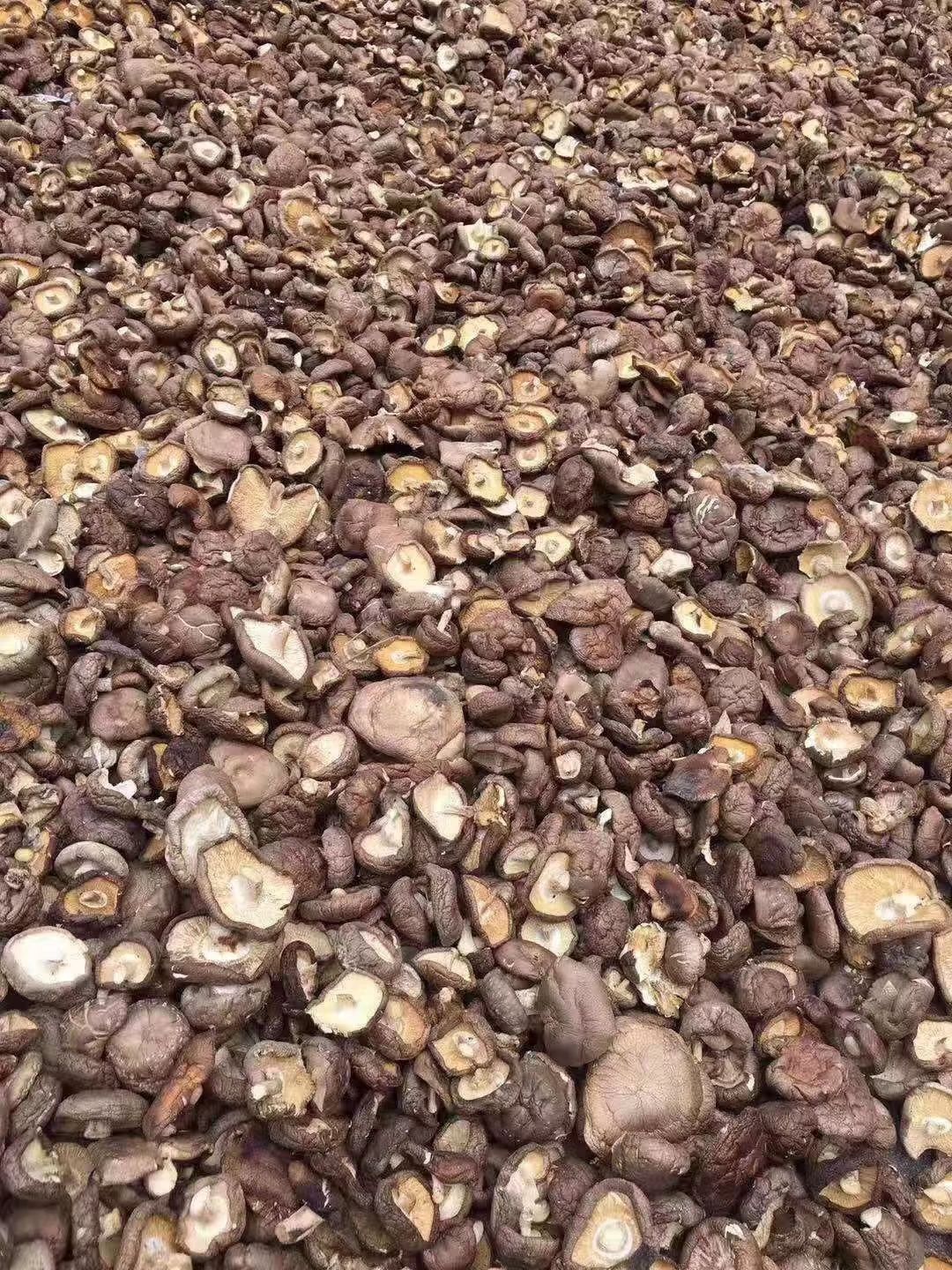  干香菇 鲜香菇大量供货