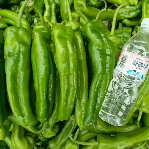 夏邑县辣椒  薄皮菜椒