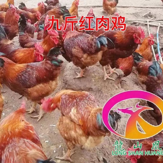 广州肉鸡苗 诚信经营 品质保证 包邮包活到家