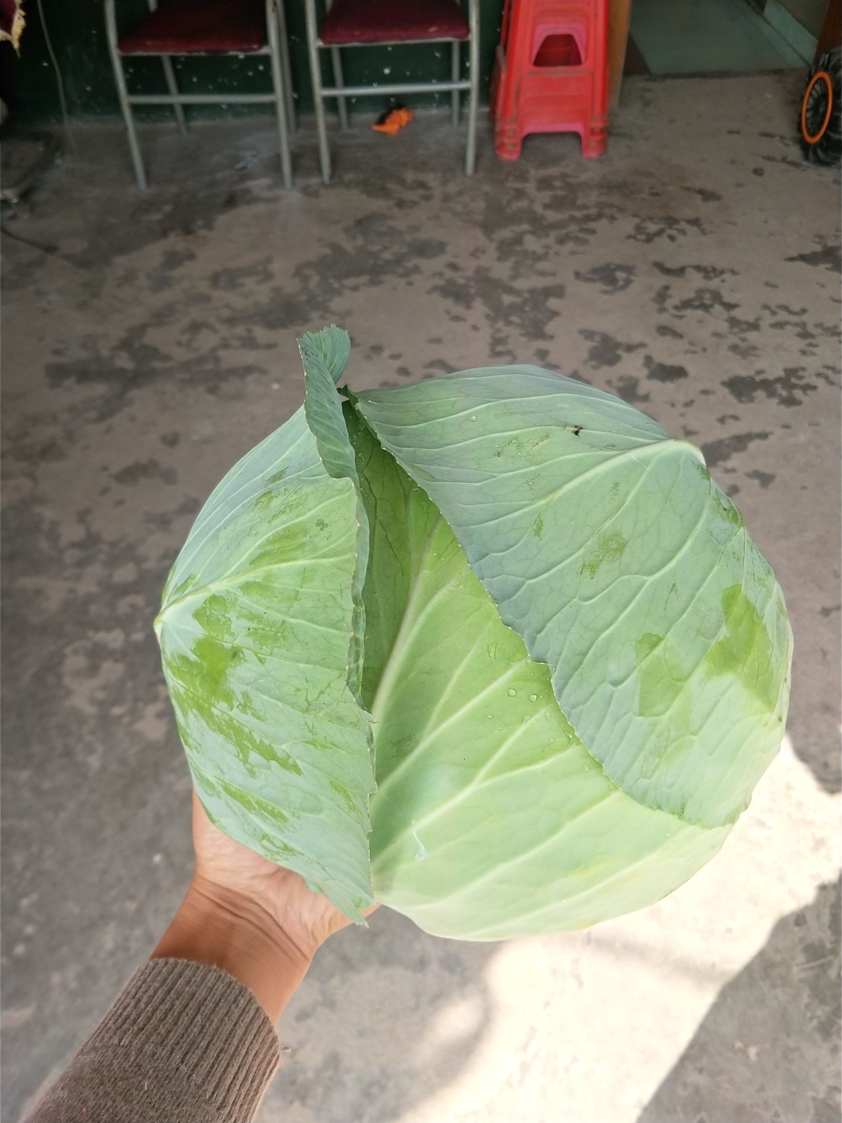 奥奇娜甘蓝 湖北省咸宁市嘉鱼县 2.5~3.0斤