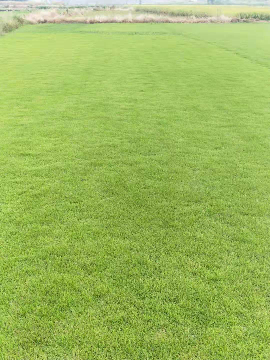  马尼拉草皮批发