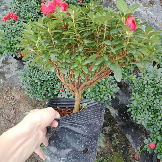 漳平市 21杯梅红杜鹃花盆栽盆景 产地直销批发