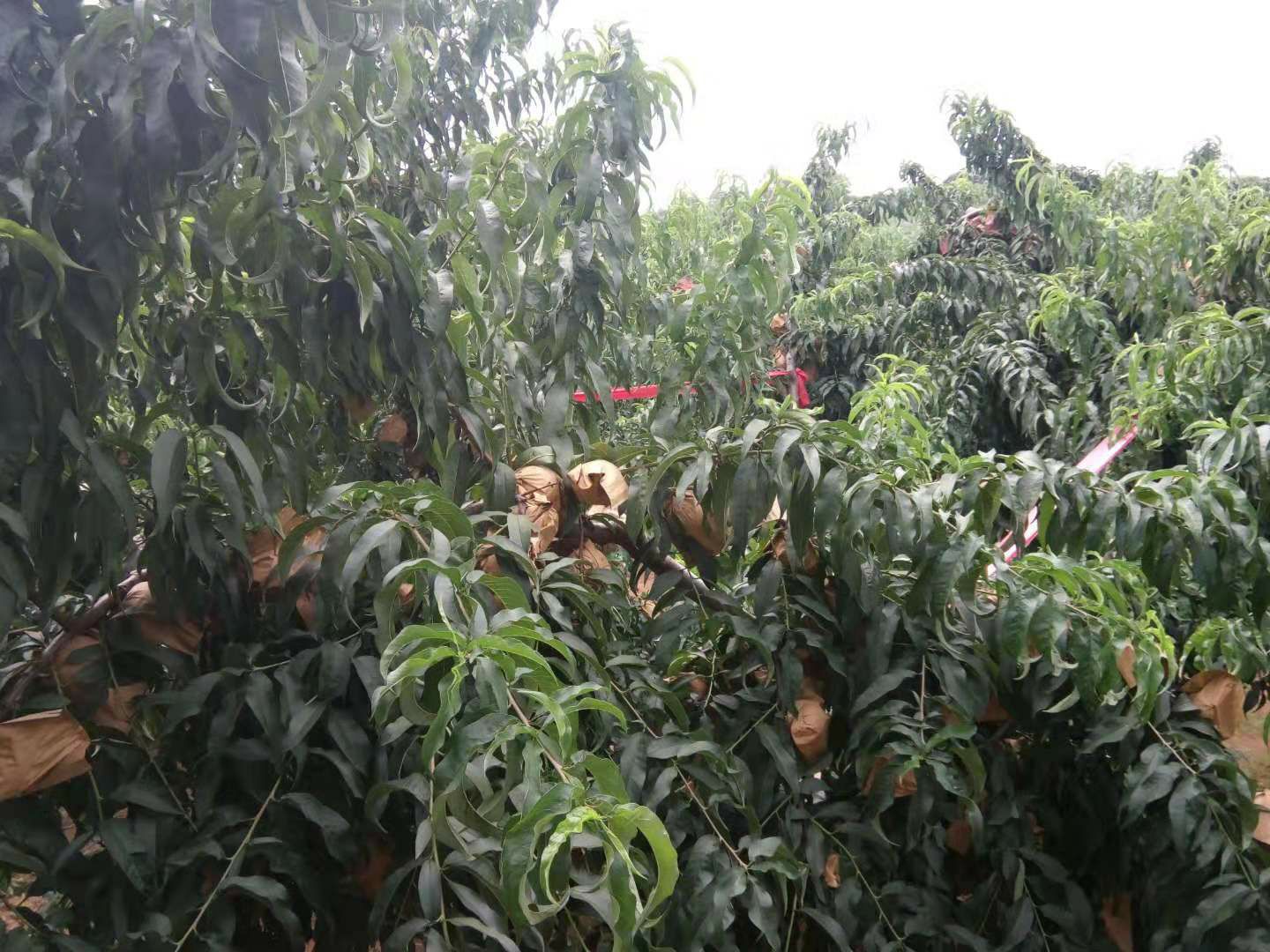 中油8号油桃 油8黄桃   果园直销货源现摘现卖量大
