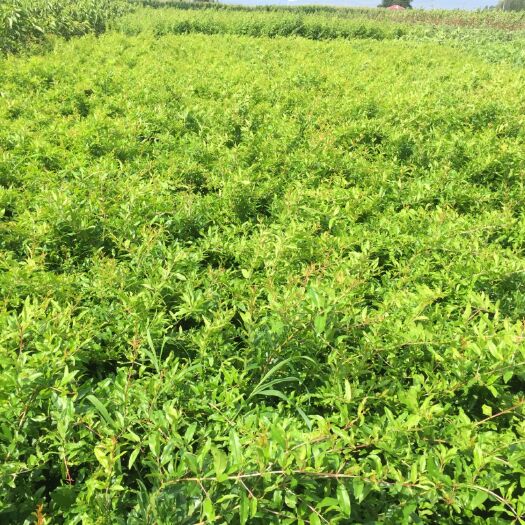 泰安 软籽石榴苗价格咨询 抗冻软籽石榴苗  石榴苗种植管理技术咨询