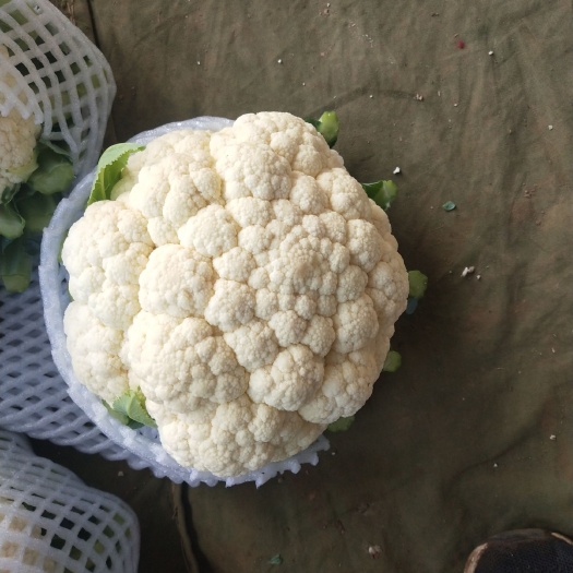 邯郸白花菜花 代销精品小白花，有货的联系