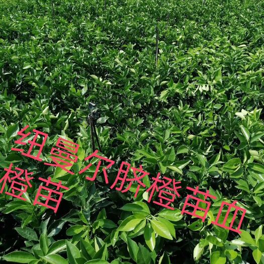 新平县爱媛28号柑桔苗 有想要种植的农户连续我