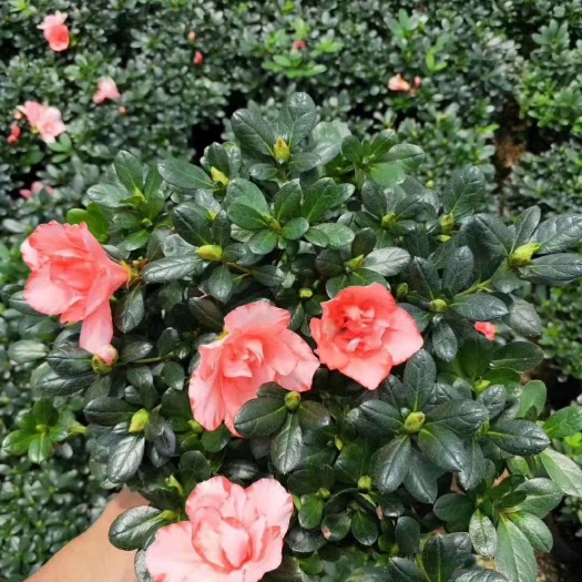 漳平市 19杯樱桃红杜鹃花 产地直销批发量大优惠