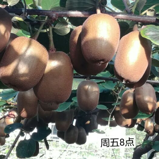 淄博博山猕猴桃 120克以上 