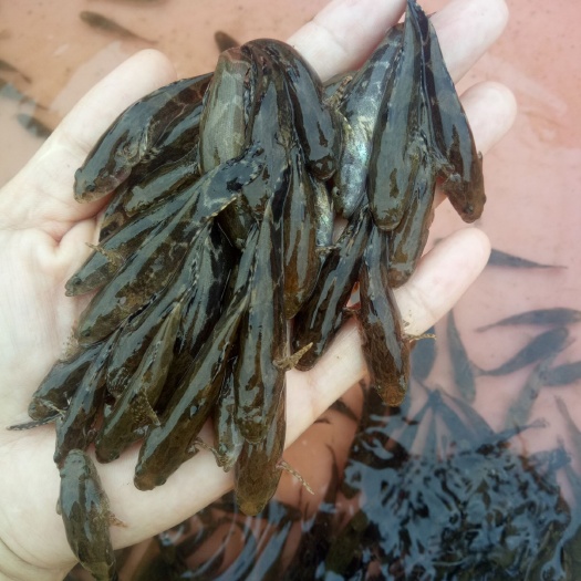 台山市笋壳鱼苗 笋壳鱼