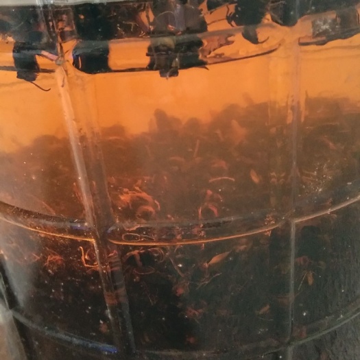 玉林 马蜂酒