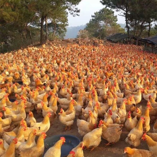 嘉祥县 三黄鸡苗