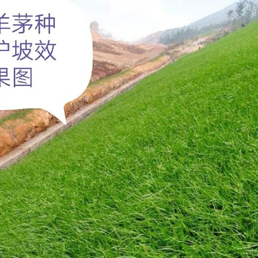 沭阳县 高羊茅狗牙根早熟禾百喜草黑麦草四季青等草种