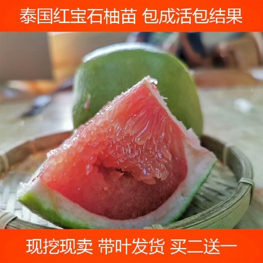 灵山县三红蜜柚苗 青柚苗包邮正宗泰国红宝石柚苗青皮红心柚苗嫁接苗泰
