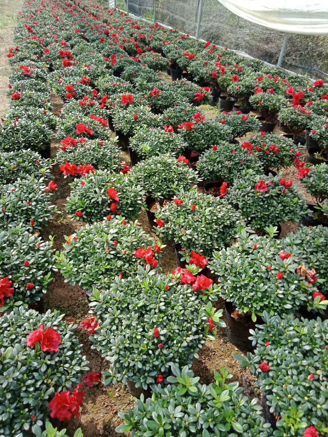  23杯 梅红杜鹃花盆景盆栽 冠幅大 产地直销批