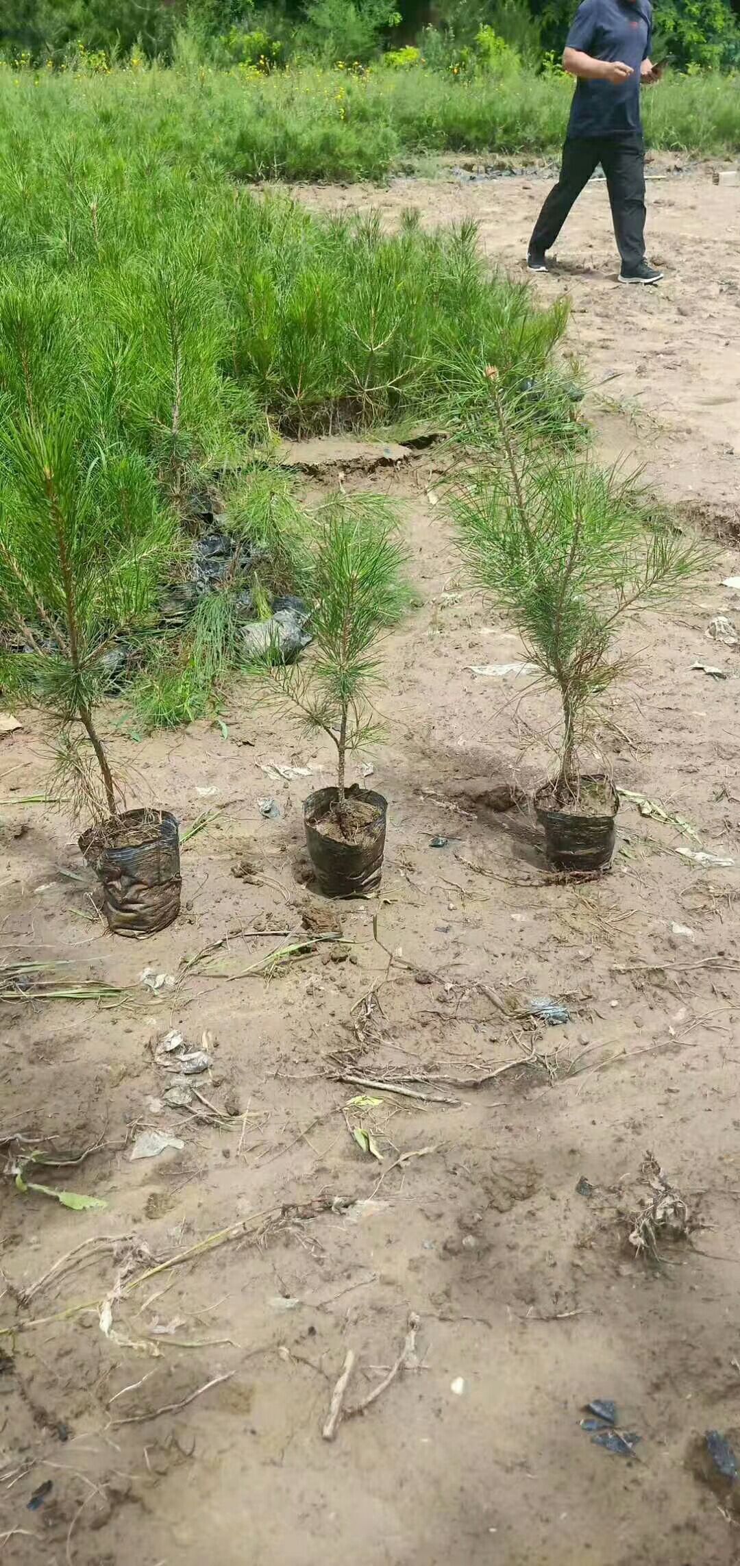 旱地油松 油松杯苗山西一手货源