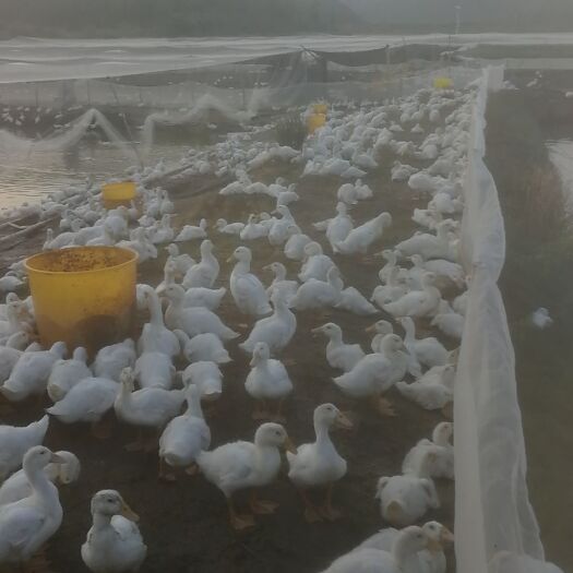抚州 肉30万羽各品种成鸭出售