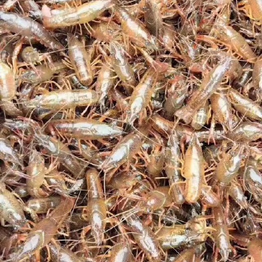 洪湖市小龙虾苗   洪湖清水的龙虾苗