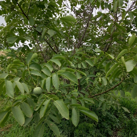 宁阳县 青皮核桃，脱皮鲜核桃