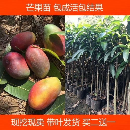 灵山县金煌芒果苗   芒果苗金煌台农桂七四季芒红贵妃凯特澳芒嫁接芒果树苗南北种植