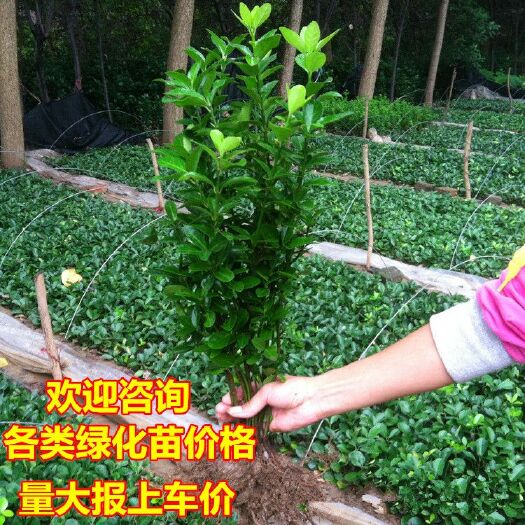 沭阳县 冬青苗庭院绿篱围墙篱笆苗四季青绿化树苗