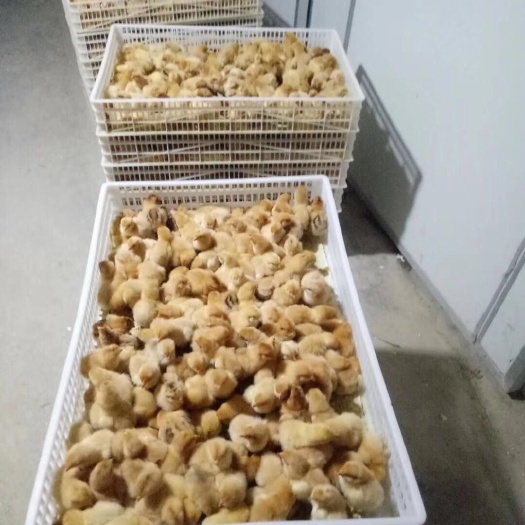 南宁 三黄鸡苗（黄土鸡）