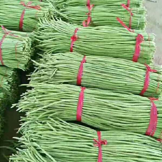 新乐市 农联社老贺果蔬购销大量供应长豆角