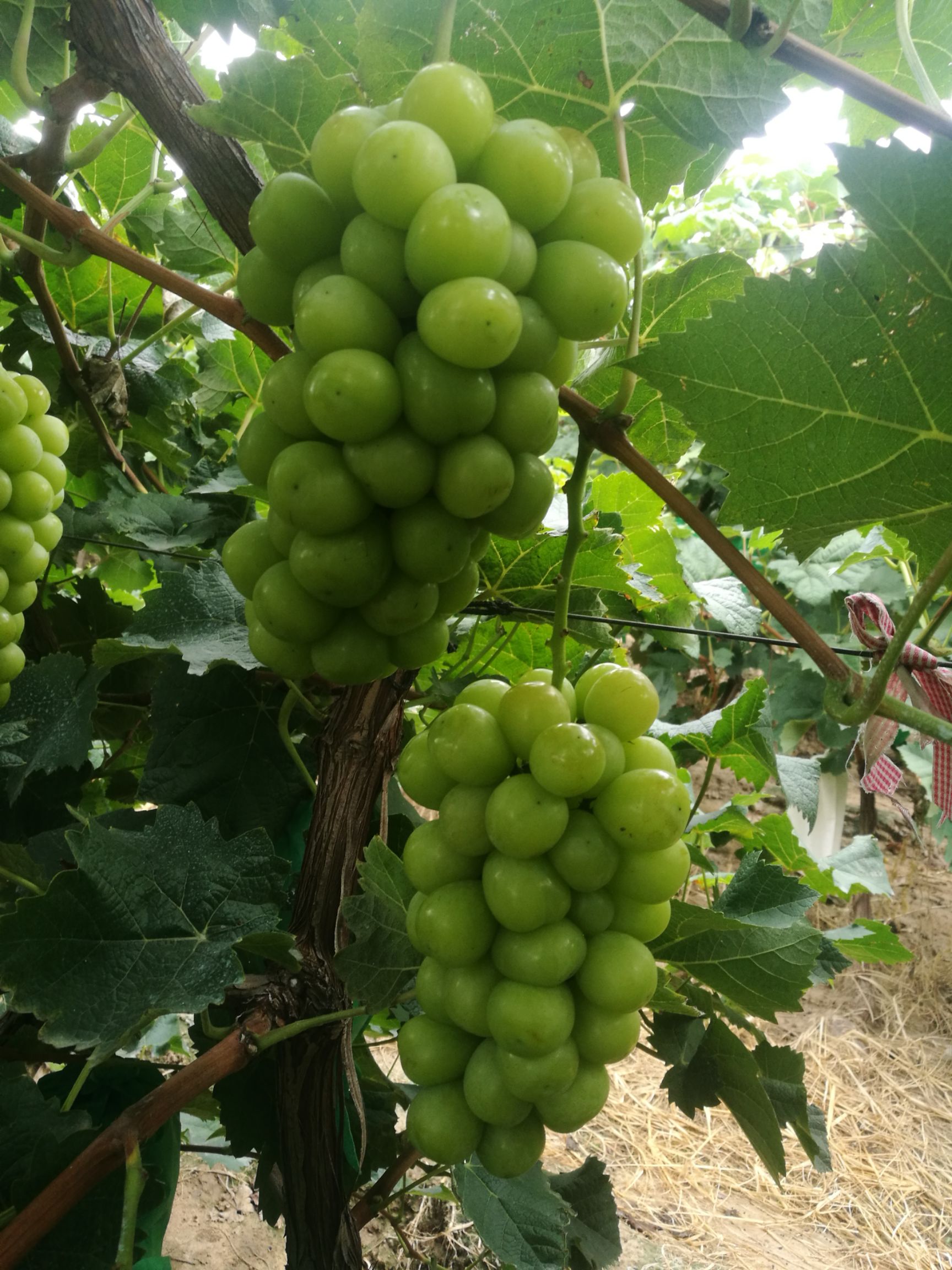  阳光玫瑰葡萄
