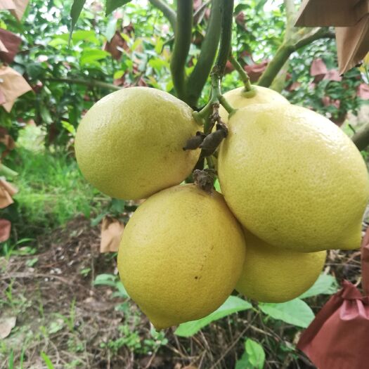 腾冲市黄柠檬 2 - 2.6两