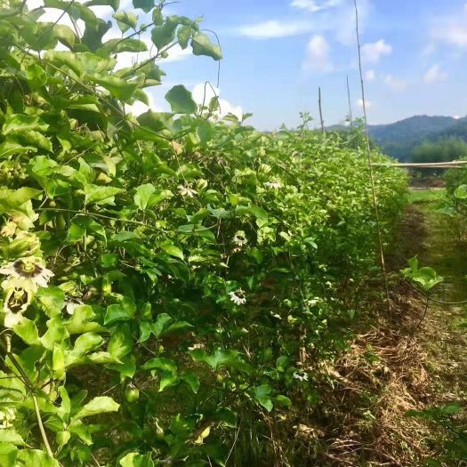 漳平市 黄金百香果